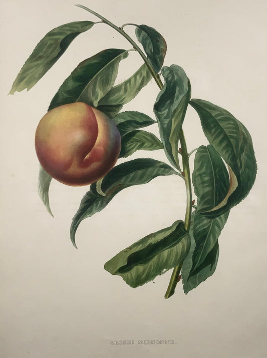 1853 Pesca, A. Bivot, pomologia, frutta, colore a mano fine di 35 cm