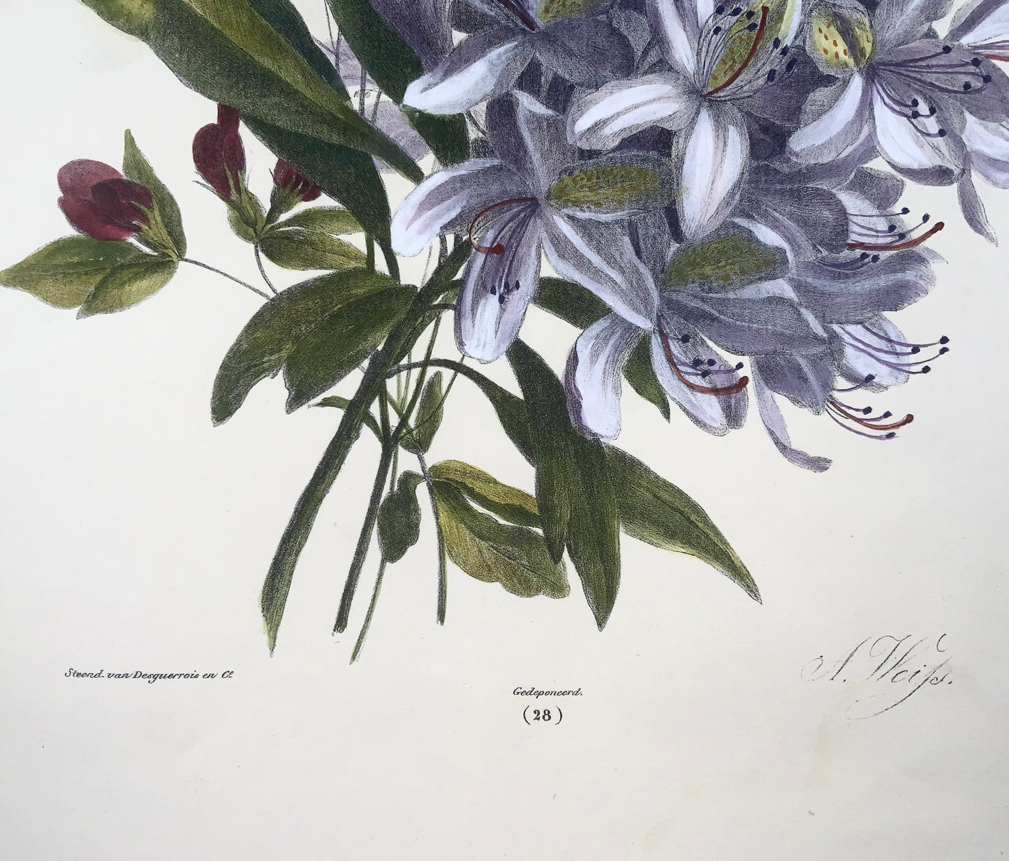 1836 Bouquet of flowers, botany, Weiss; Desguerrois, 35cm, original hand colour