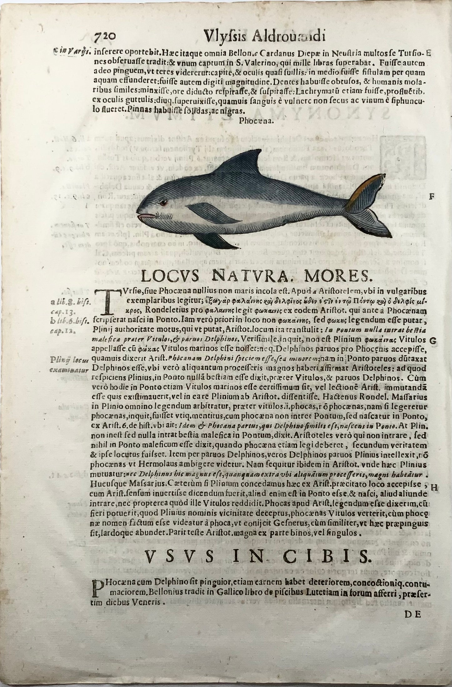 1638 Focena, Coriolano; Aldrovandi, mammifero, grande foglia xilografica in folio
