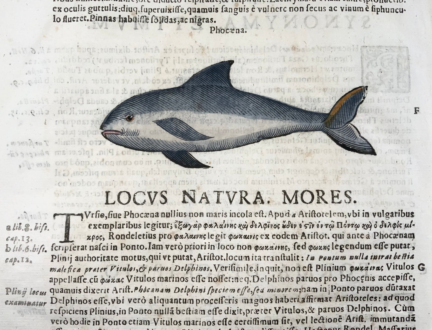 1638 Harbour porpoise, Coriolano; Aldrovandi, mammal, large folio woodcut leaf
