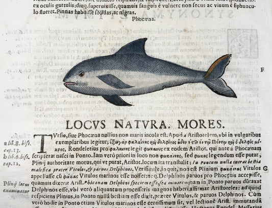 1638 Focena, Coriolano; Aldrovandi, mammifero, grande foglia xilografica in folio