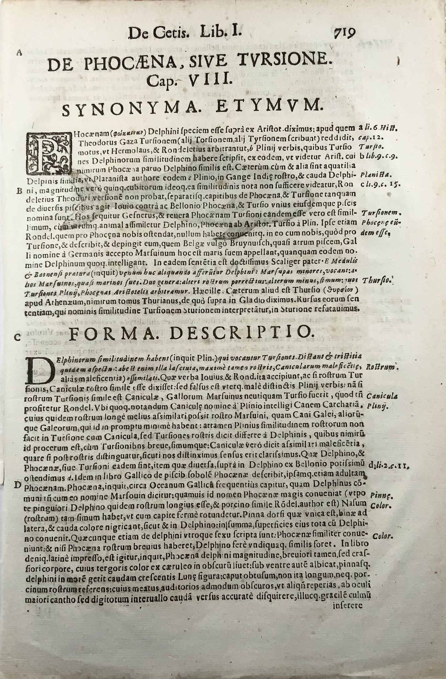 1638 Harbour porpoise, Coriolano; Aldrovandi, mammal, large folio woodcut leaf