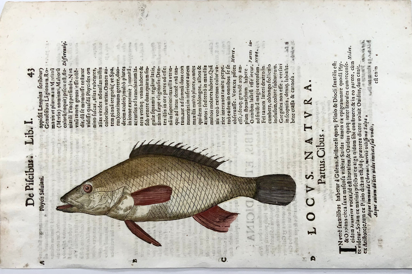 1638 Phylis Salviani, poisson Forkbeard, Aldrovandi, grande feuille gravée sur bois folio
