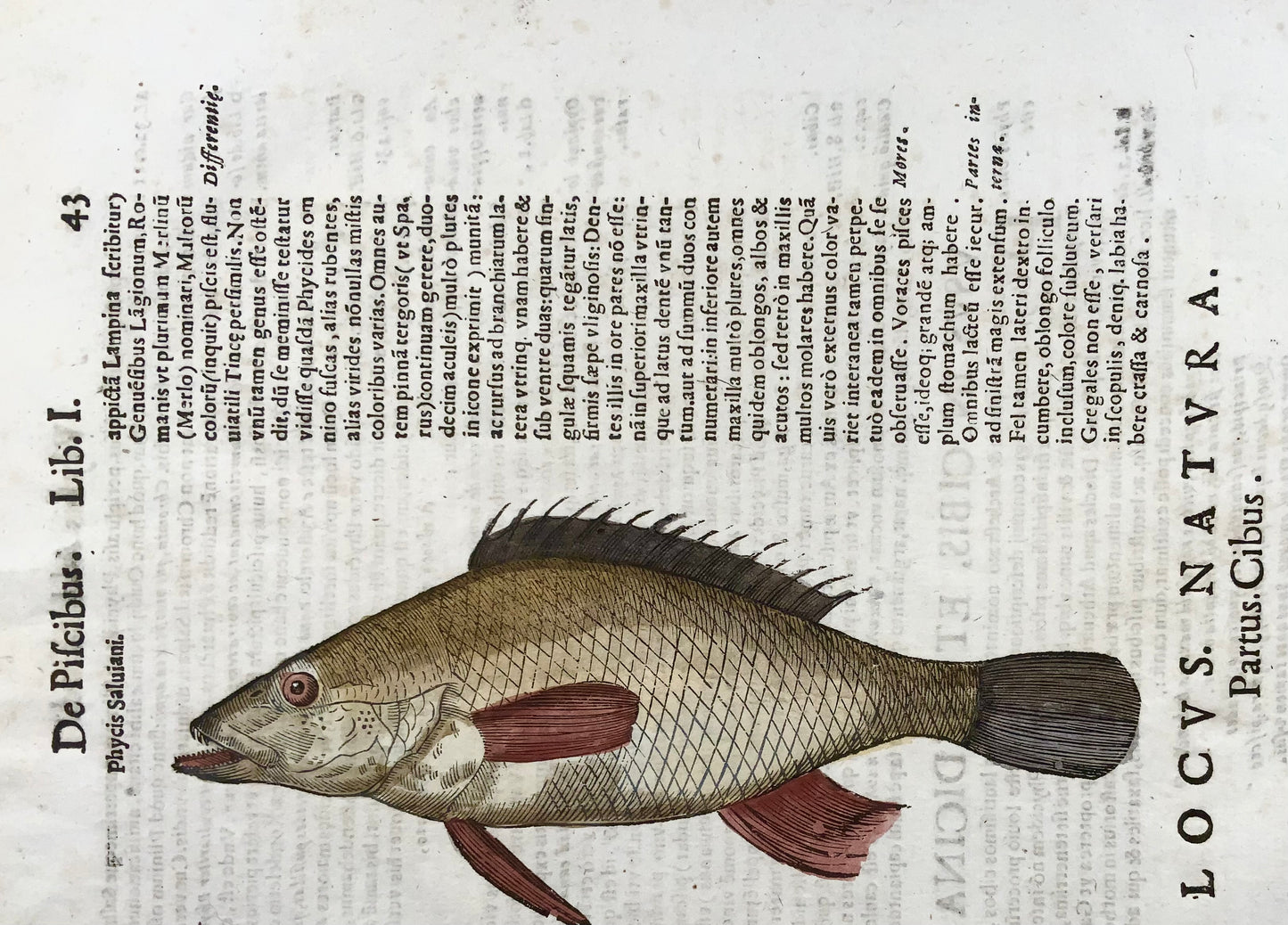 1638 Phylis Salviani, Forkbeard fish, Aldrovandi, large folio woodcut leaf