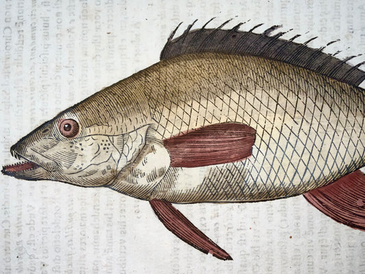 1638 Phylis Salviani, Forkbeard fish, Aldrovandi, large folio woodcut leaf