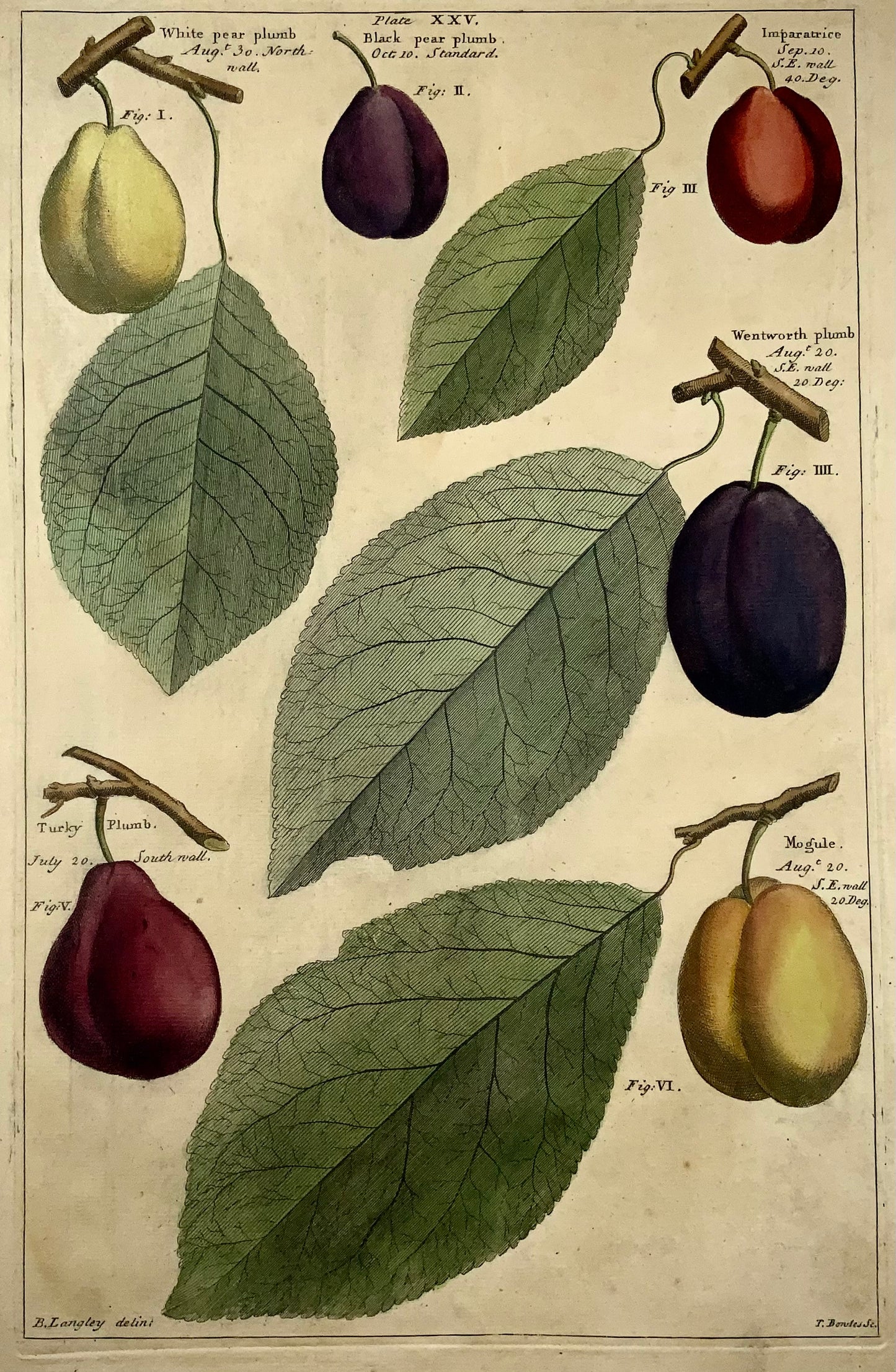 1729 Pomona: prugne, frutta, Batty Langley (nato nel 1696), foglio grande, botanica 