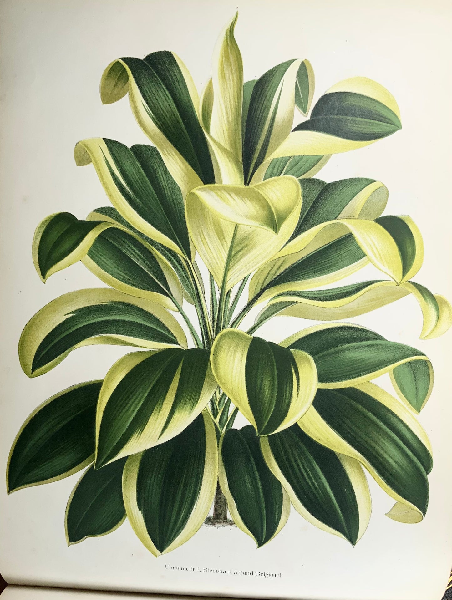 1873-74 Dallière, 2 oblong folio volumes on variegated plants, 60 fine plates, sole edition botany