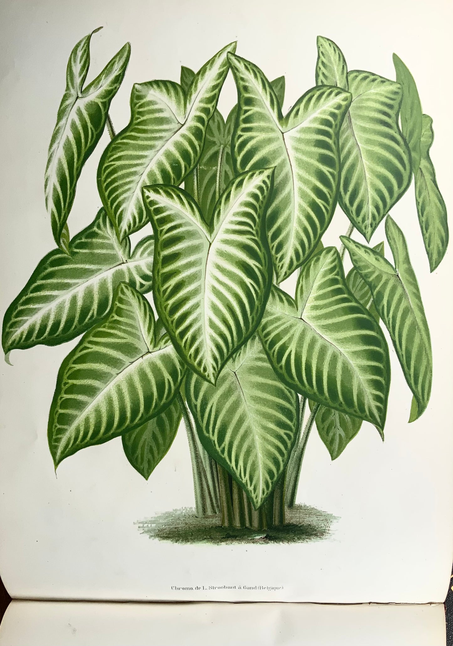 1873-74 Dallière, 2 volumes in-folio oblongs sur plantes panachées, 60 belles planches, édition unique botanique
