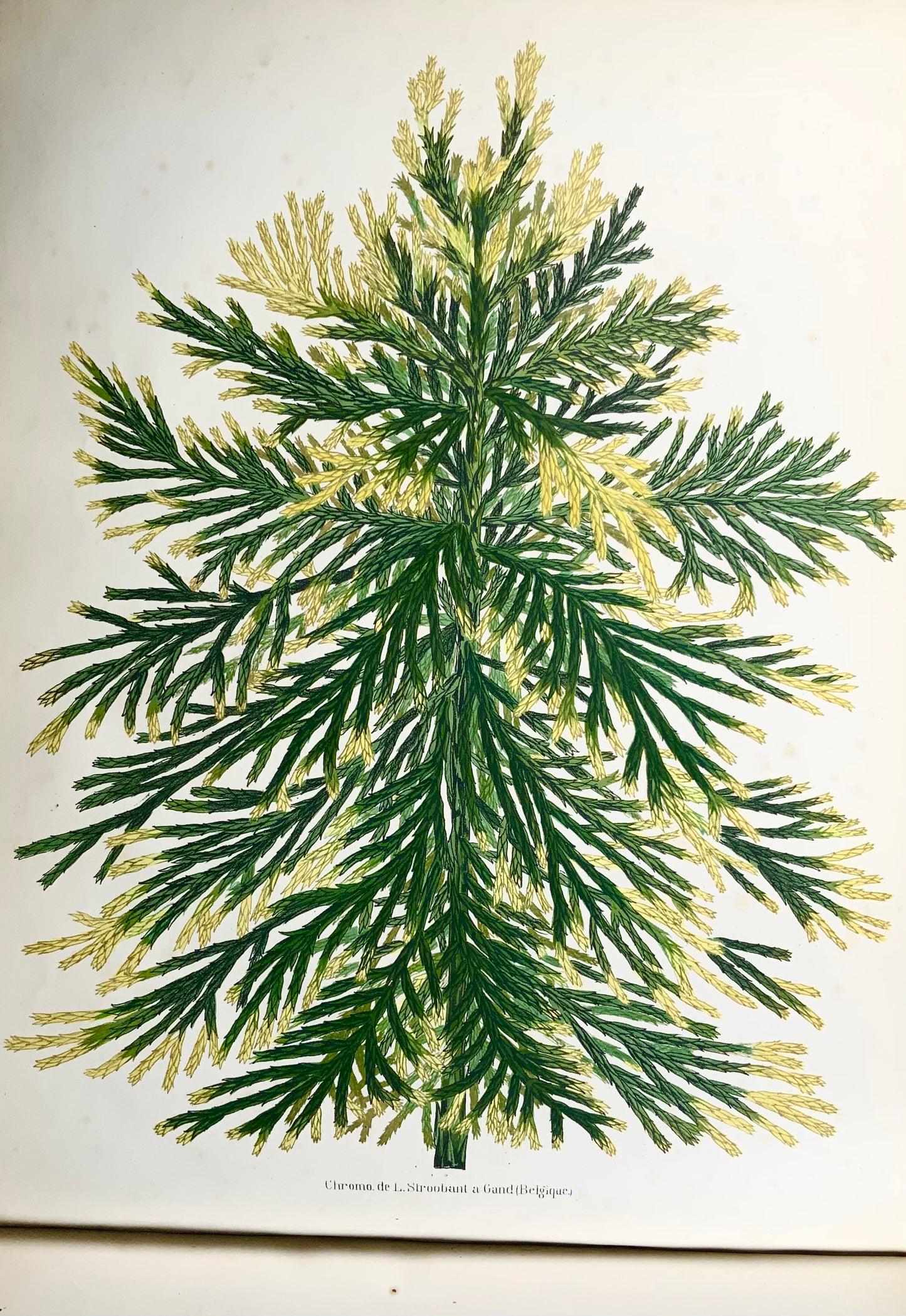 1873-74 Dallière, 2 volumes in-folio oblongs sur plantes panachées, 60 belles planches, édition unique botanique