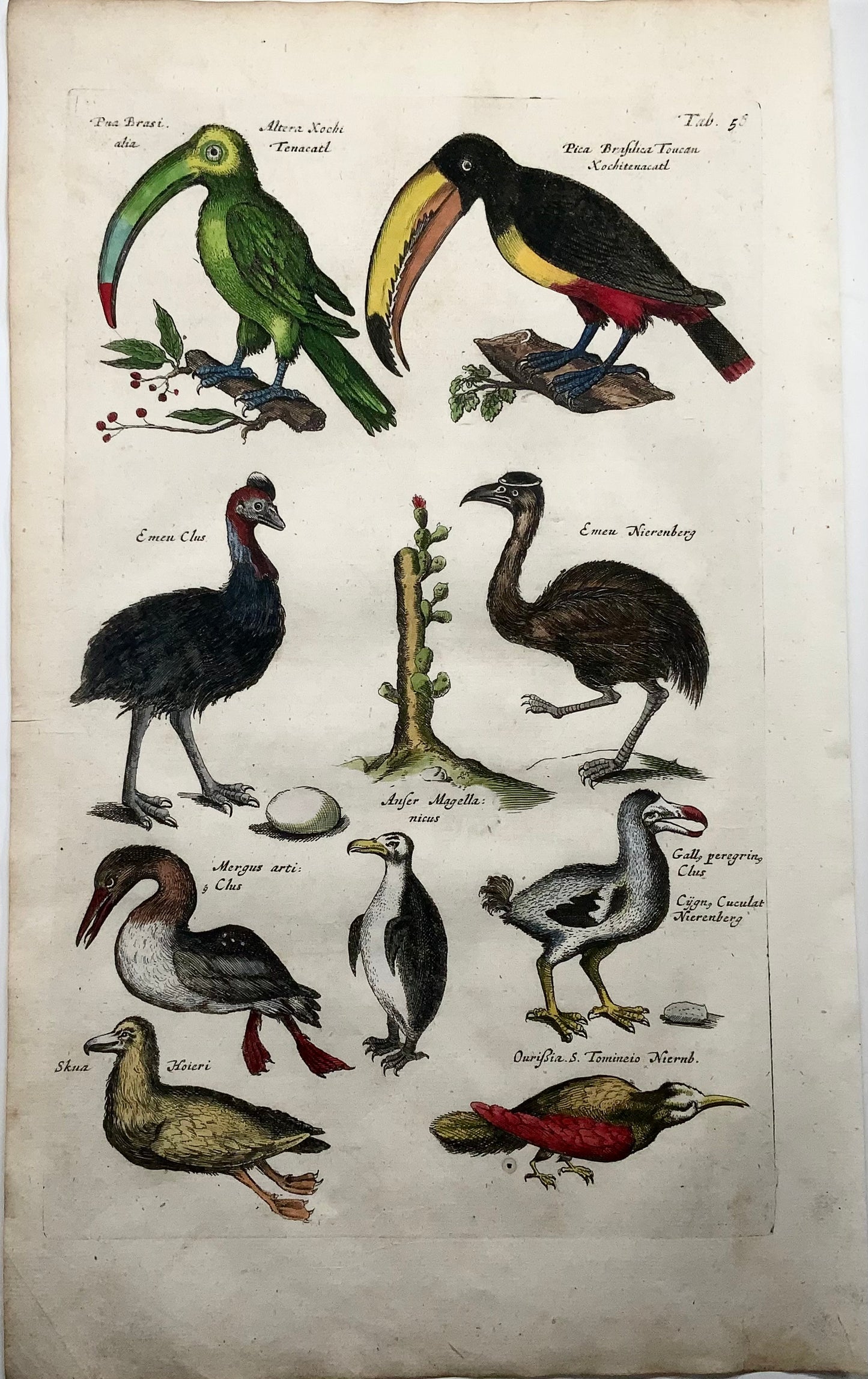 1657 Matthäus Merian (1593-1650) Hand coloured folio, birds: Dodo, Toucans, Horn Bills, Emu, Cassowary