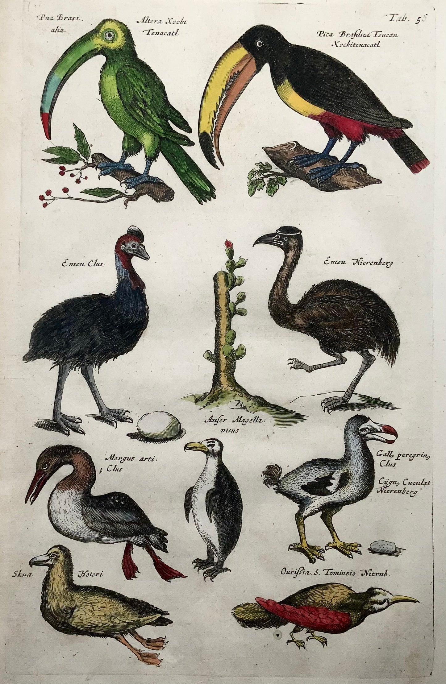 1657 Matthäus Merian (1593-1650) Hand coloured folio, birds: Dodo, Toucans, Horn Bills, Emu, Cassowary