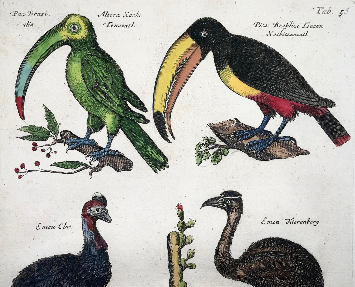 1657 Matthäus Merian (1593-1650) Hand coloured folio, birds: Dodo, Toucans, Horn Bills, Emu, Cassowary