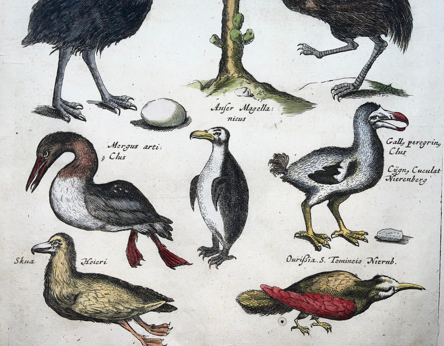 1657 Matthäus Merian (1593-1650) Hand coloured folio, birds: Dodo, Toucans, Horn Bills, Emu, Cassowary