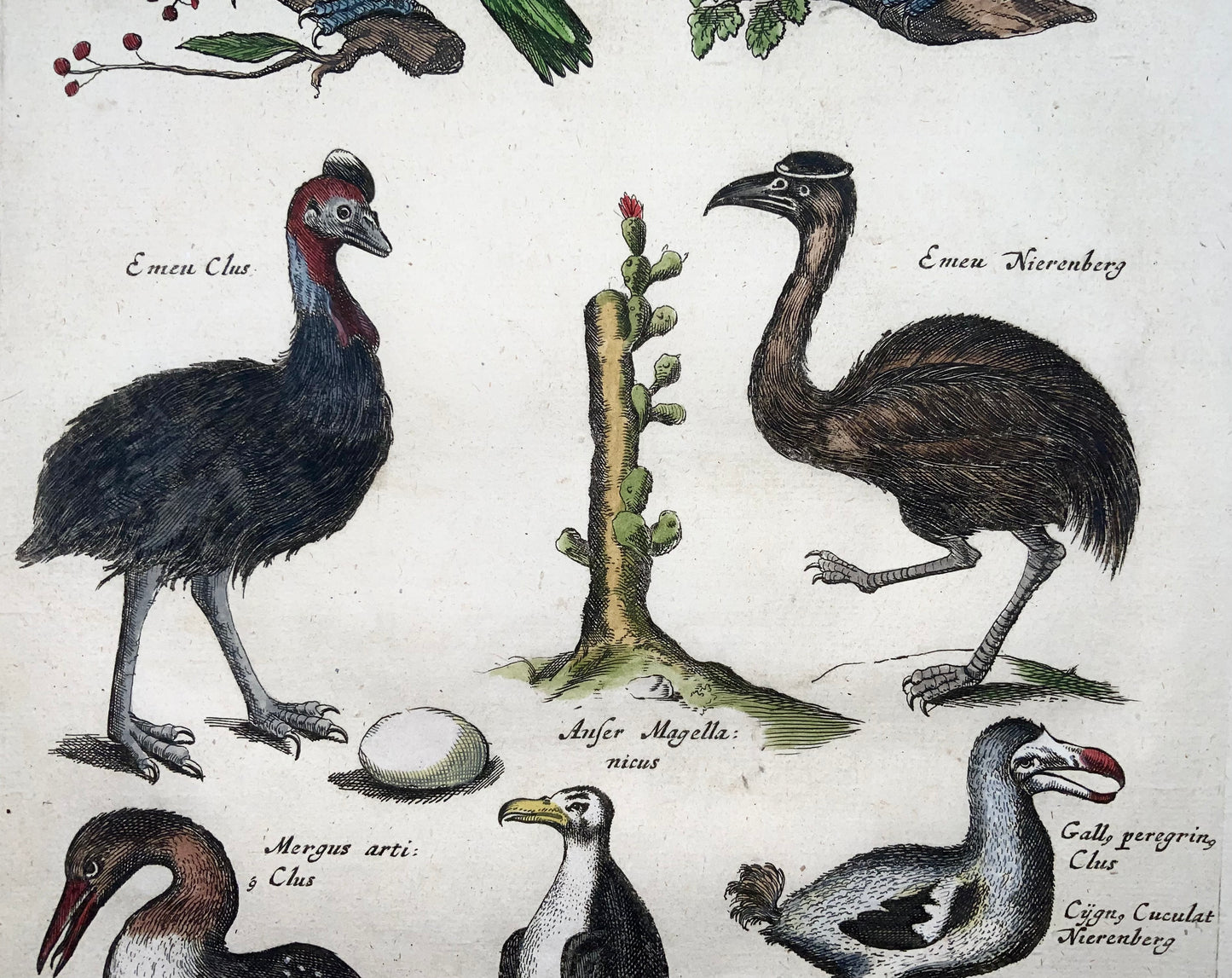 1657 Matthäus Merian (1593-1650) Hand coloured folio, birds: Dodo, Toucans, Horn Bills, Emu, Cassowary
