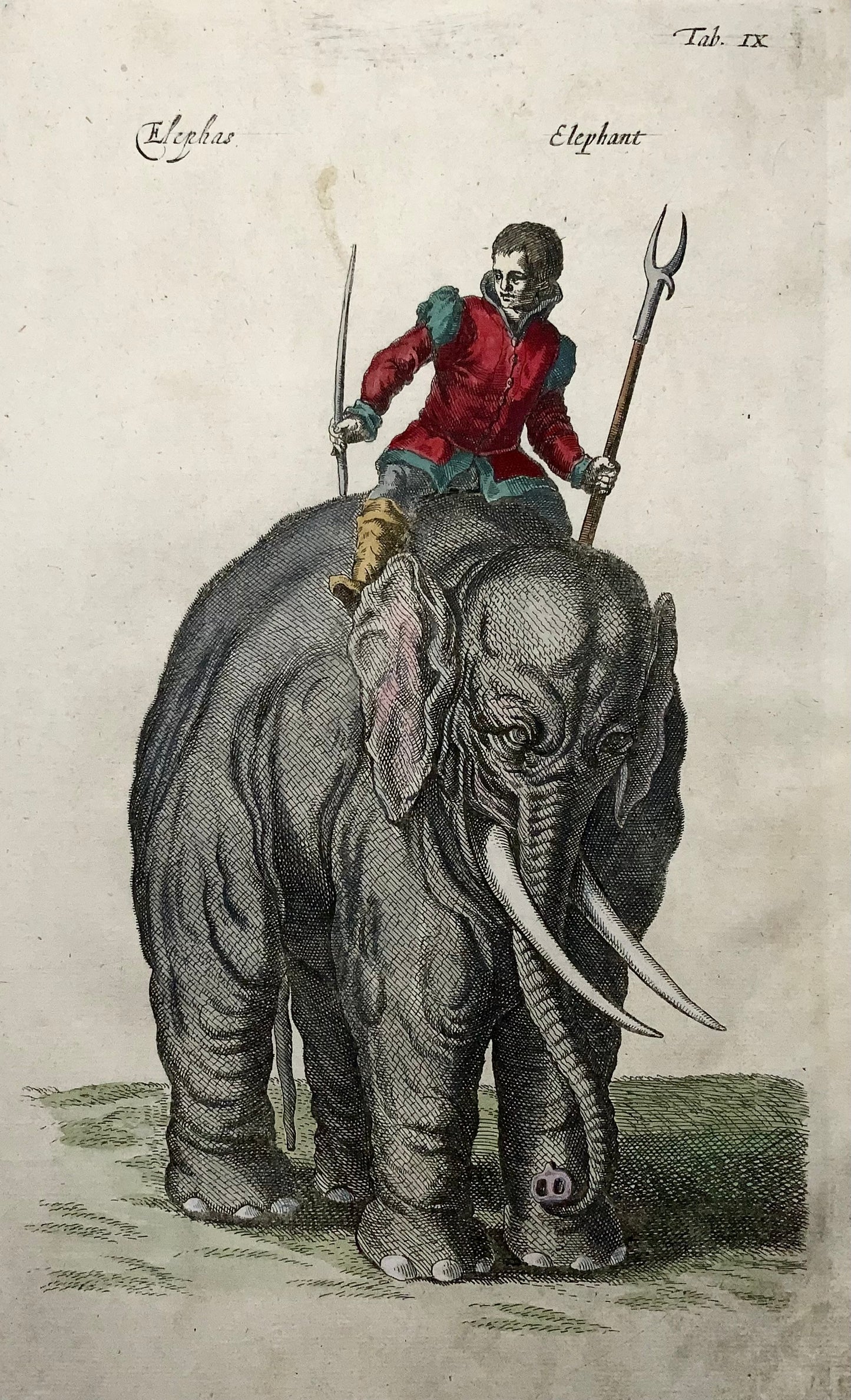 1657 Matthäus Merian (1593-1650) Hand coloured folio - Elephant with Rider, Mammal