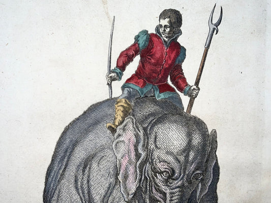 1657 Matthäus Merian (1593-1650) Hand coloured folio - Elephant with Rider, Mammal
