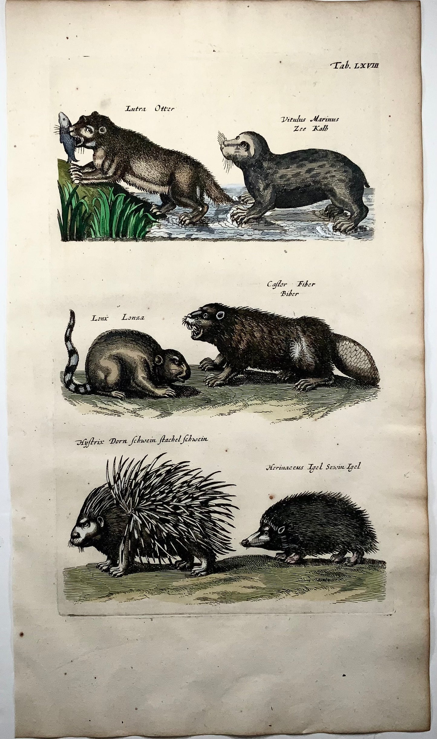 1657 Matthäus Merian (1593-1650) Hand coloured folio - Otter, Beaver, Porcupine, Hedgehog, Seal