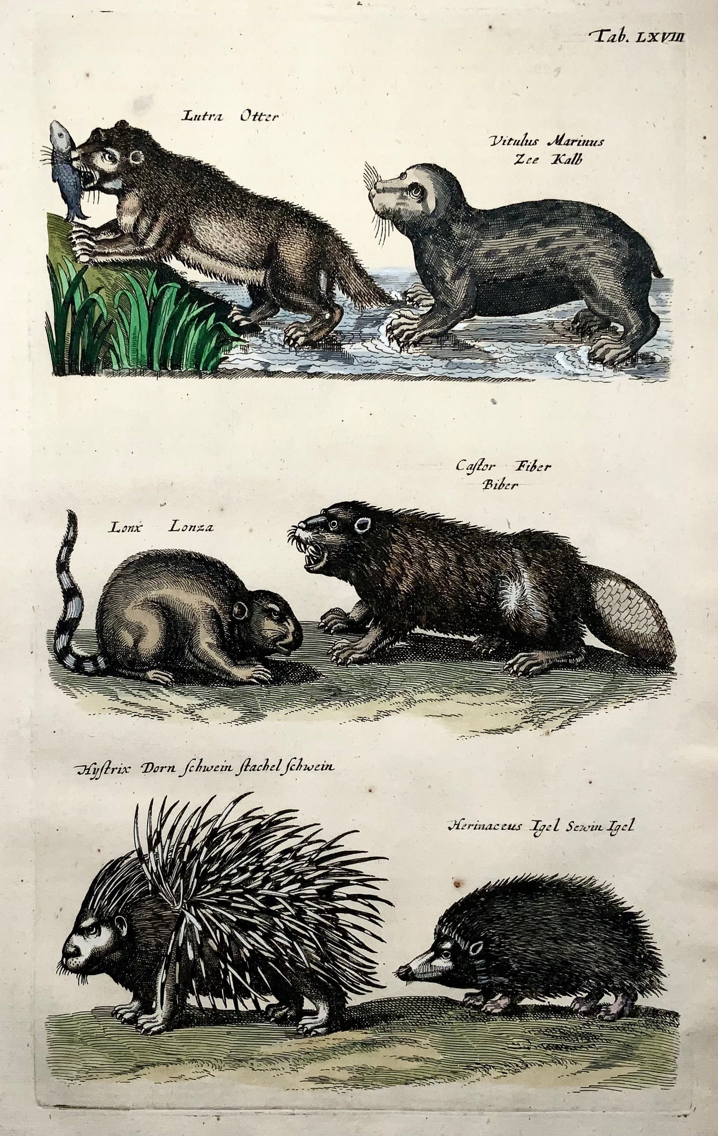 1657 Matthäus Merian (1593-1650) Hand coloured folio - Otter, Beaver, Porcupine, Hedgehog, Seal