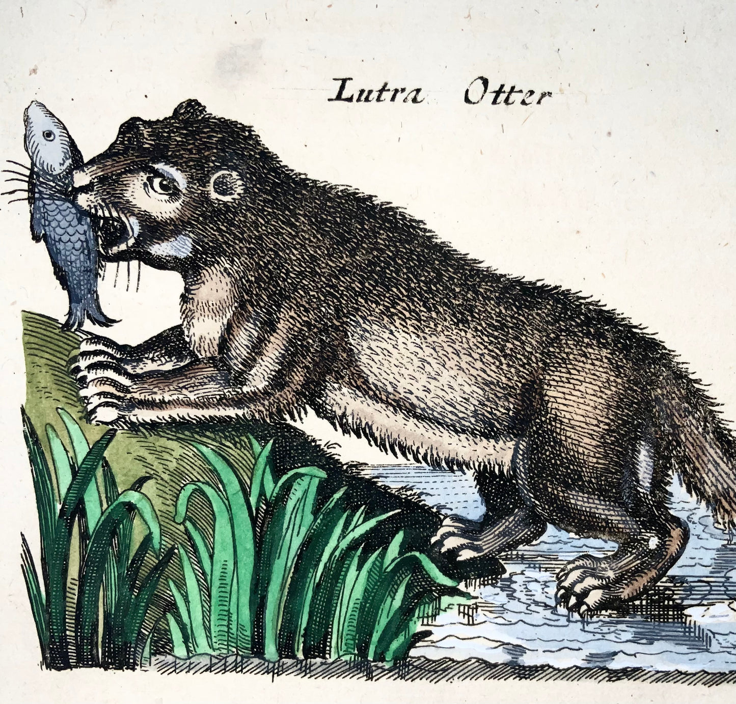 1657 Matthäus Merian (1593-1650) Hand coloured folio - Otter, Beaver, Porcupine, Hedgehog, Seal