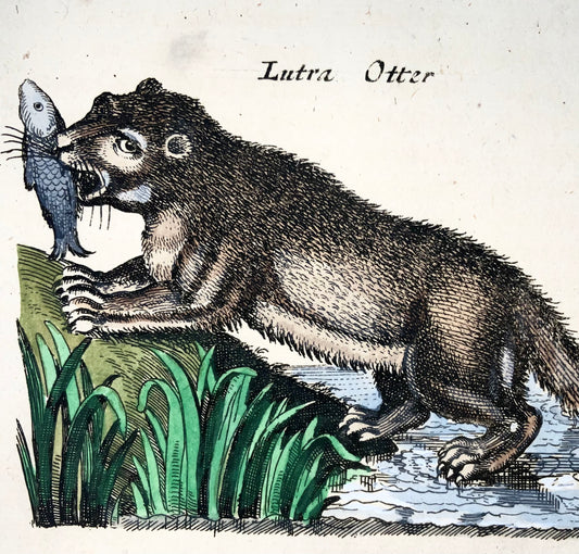 1657 Matthäus Merian (1593-1650) Hand coloured folio - Otter, Beaver, Porcupine, Hedgehog, Seal
