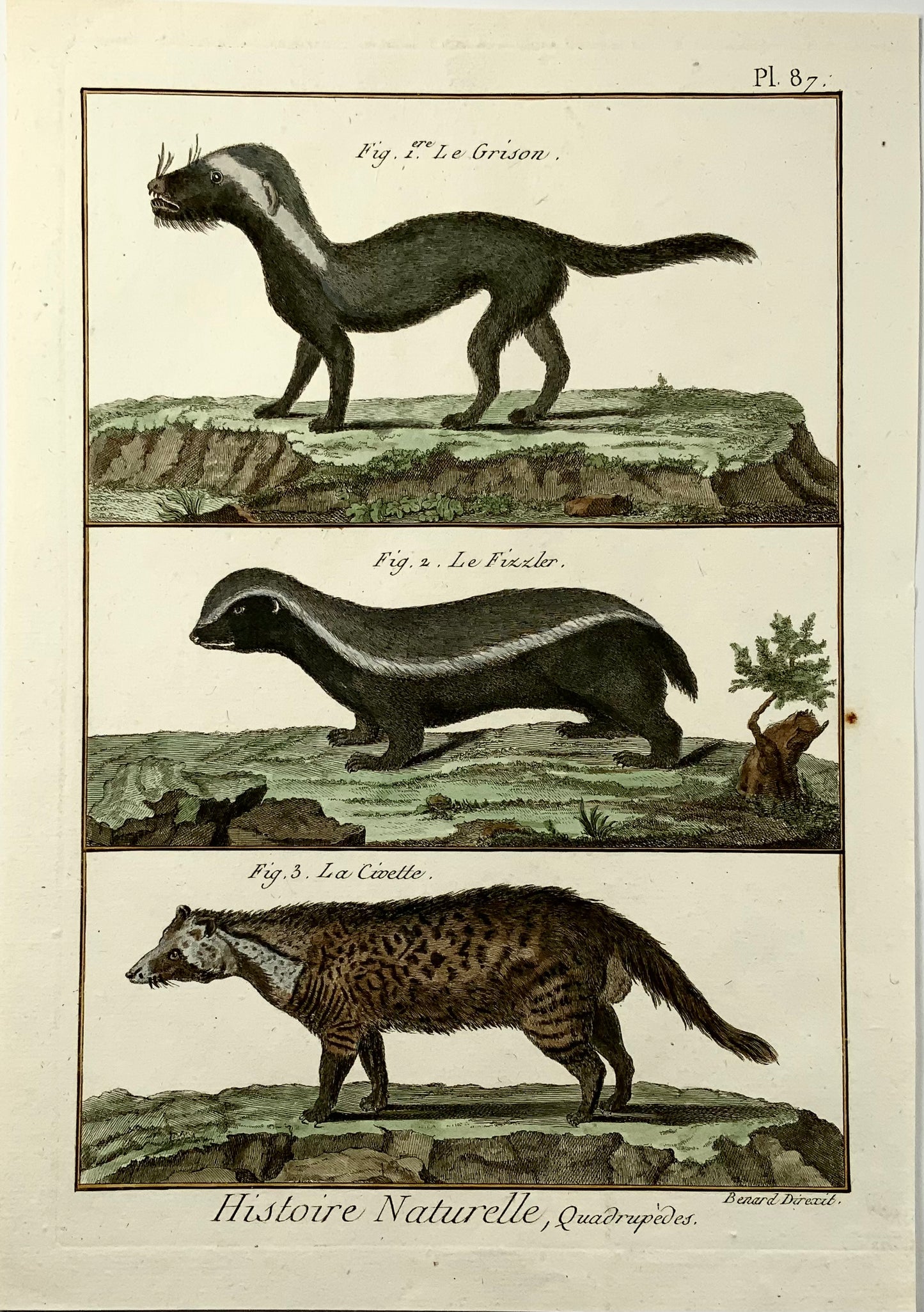 1780 c Zibetto, Grigioni, mammiferi Diderot edizione quarto, colorata a mano