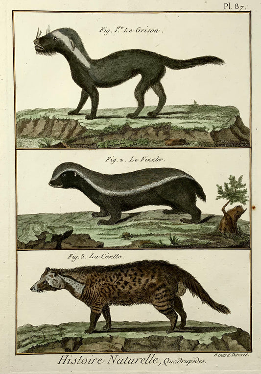 1780 c Civette, Grison, mammifères Diderot édition quarto, coloriée à la main