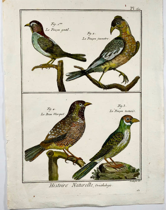 1789 Fringuello, Benard sc. quarto, colore a mano, incisione, ornitologia