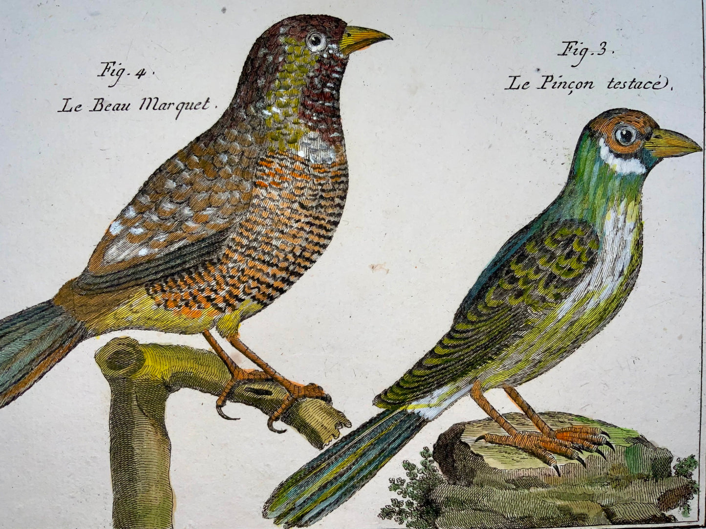 1789 Fringuello, Benard sc. quarto, colore a mano, incisione, ornitologia