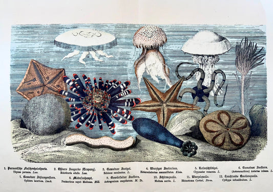 1870c Jellyfish Seastars, Kunziger, double in-folio fin avec couleur à la main