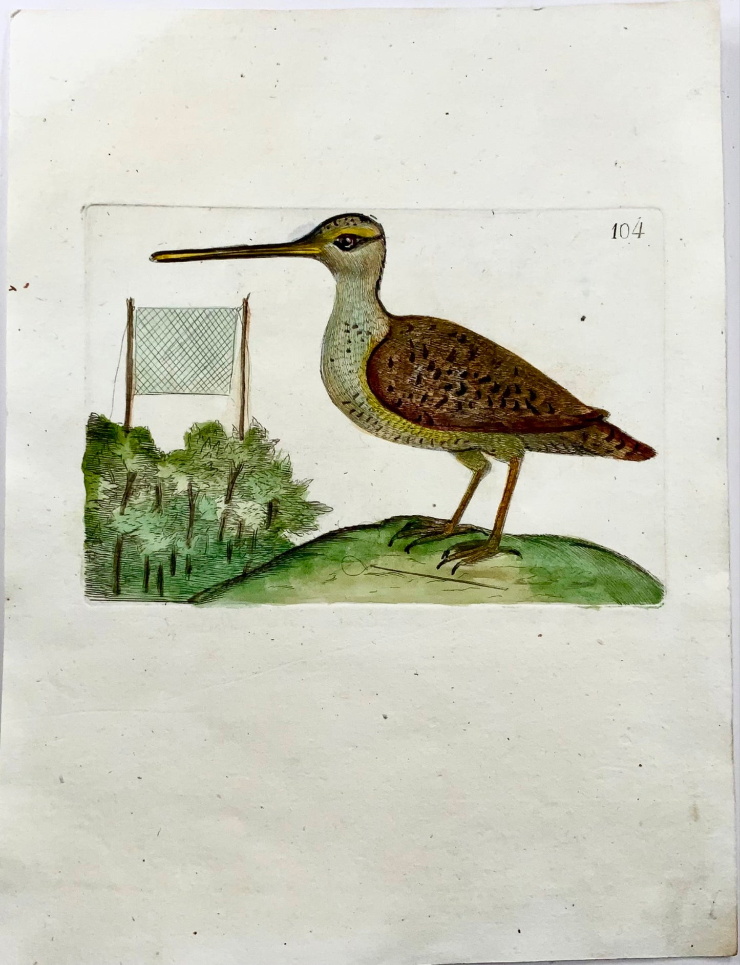 1794 Common Snipe, Rémy Willemet (1735-1790), quarto, engraving, rare, ornithology