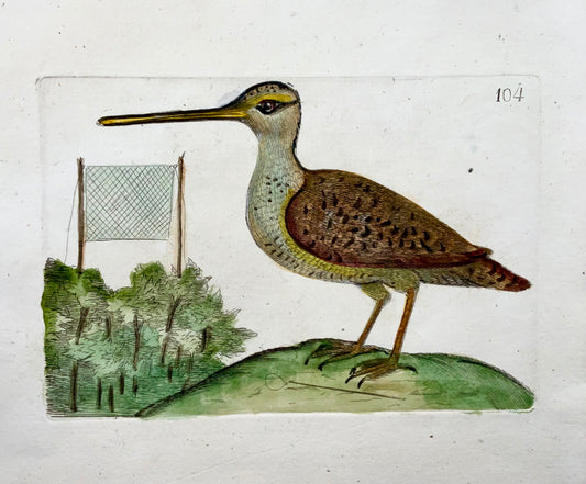 1794 Beccaccino, Rémy Willemet (1735-1790), quarto, incisione, raro, ornitologia