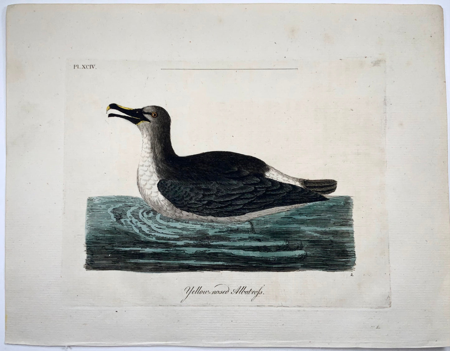 1785 John Latham - Synopsis - Albatross - hand coloured engraving - Ornithology