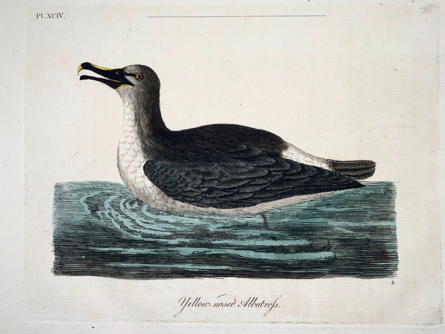 1785 John Latham - Synopsis - Albatross - hand coloured engraving - Ornithology