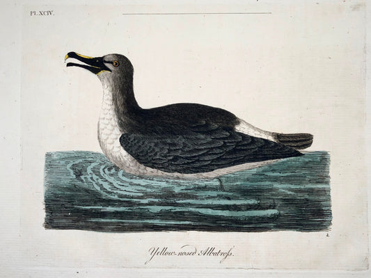 1785 John Latham - Synopsis - Albatross - hand coloured engraving - Ornithology