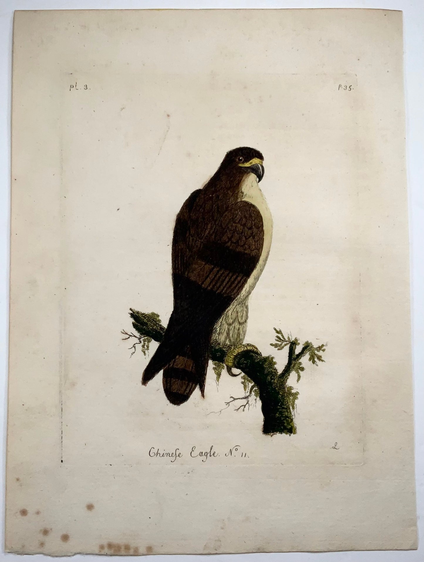1785 John Latham - Synopsis - Eagle - hand coloured engraving - Ornithology