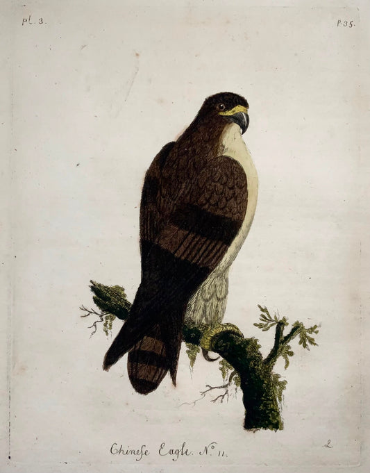 1785 John Latham - Synopsis - Eagle - hand coloured engraving - Ornithology
