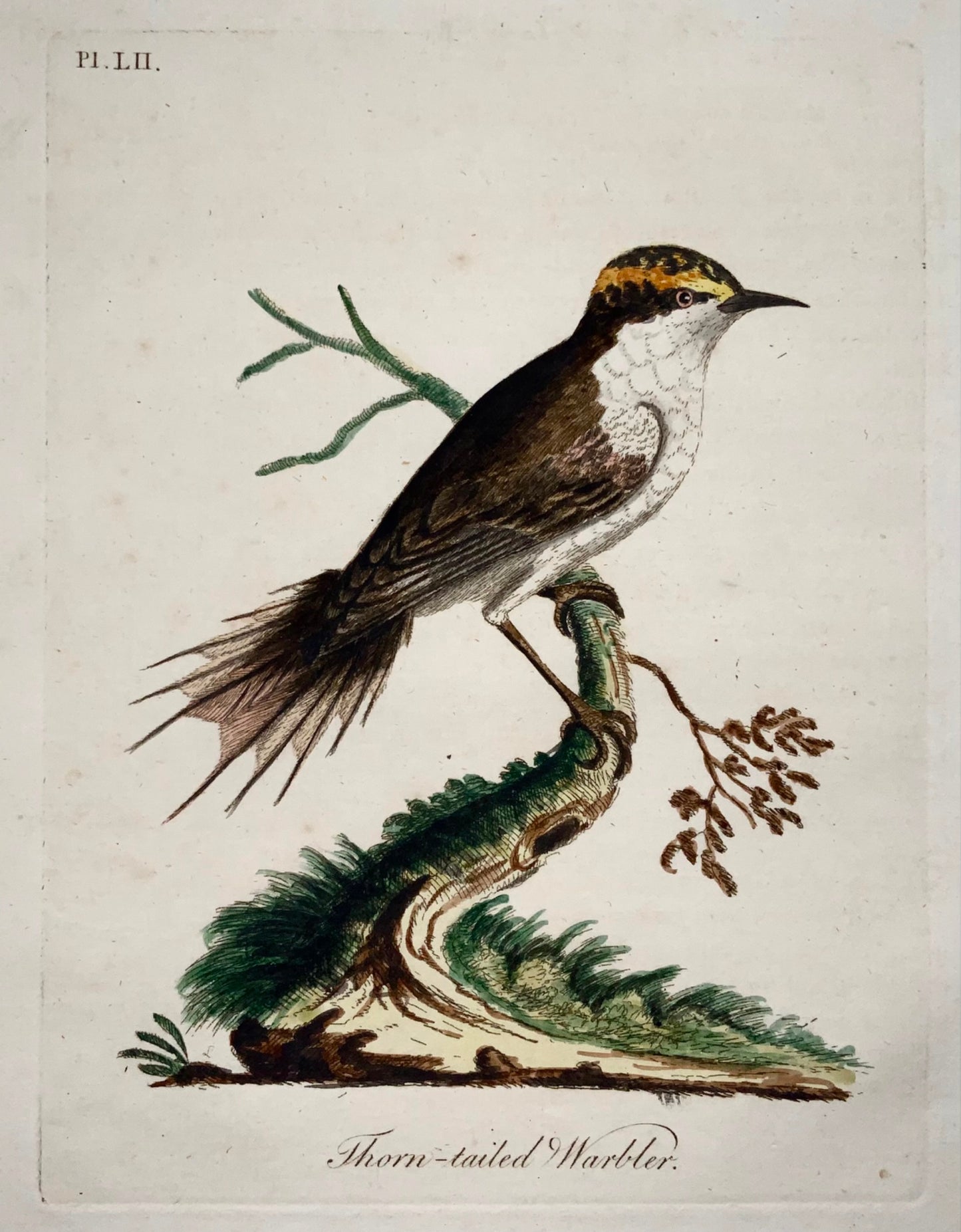 1785 John Latham - Synopsis - Warbler - hand coloured engraving - Ornithology