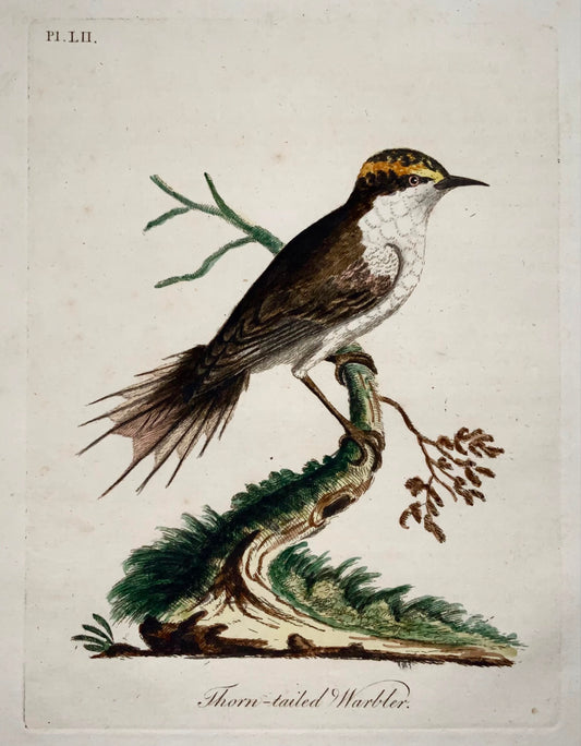 1785 John Latham - Synopsis - Warbler - hand coloured engraving - Ornithology
