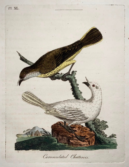 1785 John Latham - Carunculated Chatterers - hand coloured - Ornithology