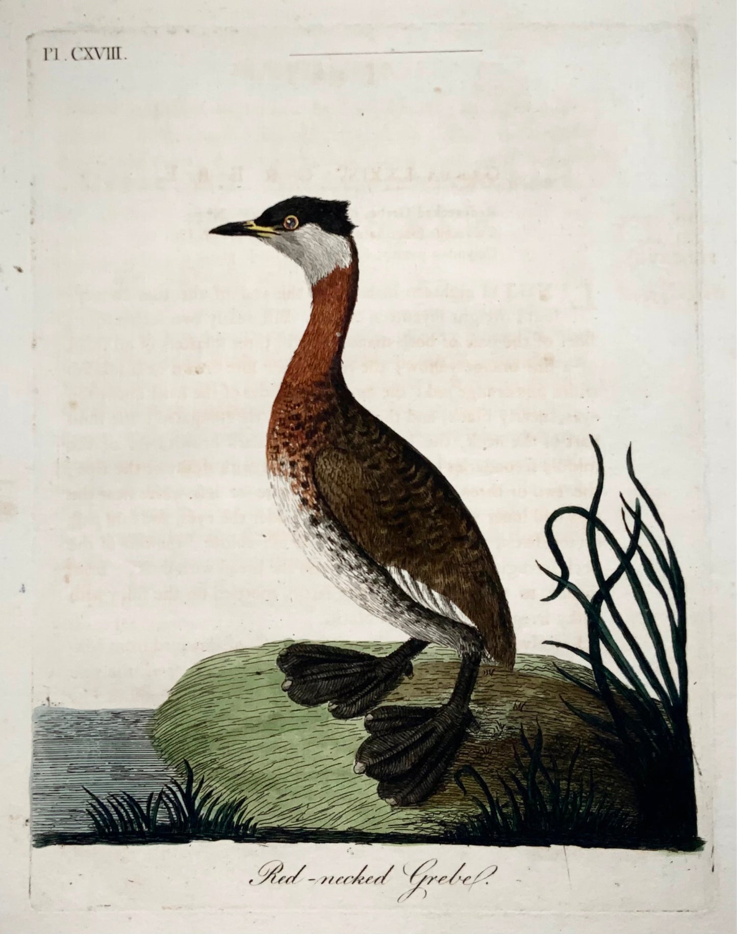 1785 John Latham - Synopsis - Grebe - hand coloured engraving - Ornithology