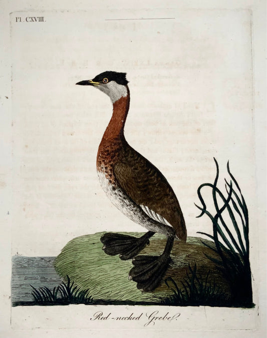 1785 John Latham - Synopsis - Grebe - hand coloured engraving - Ornithology
