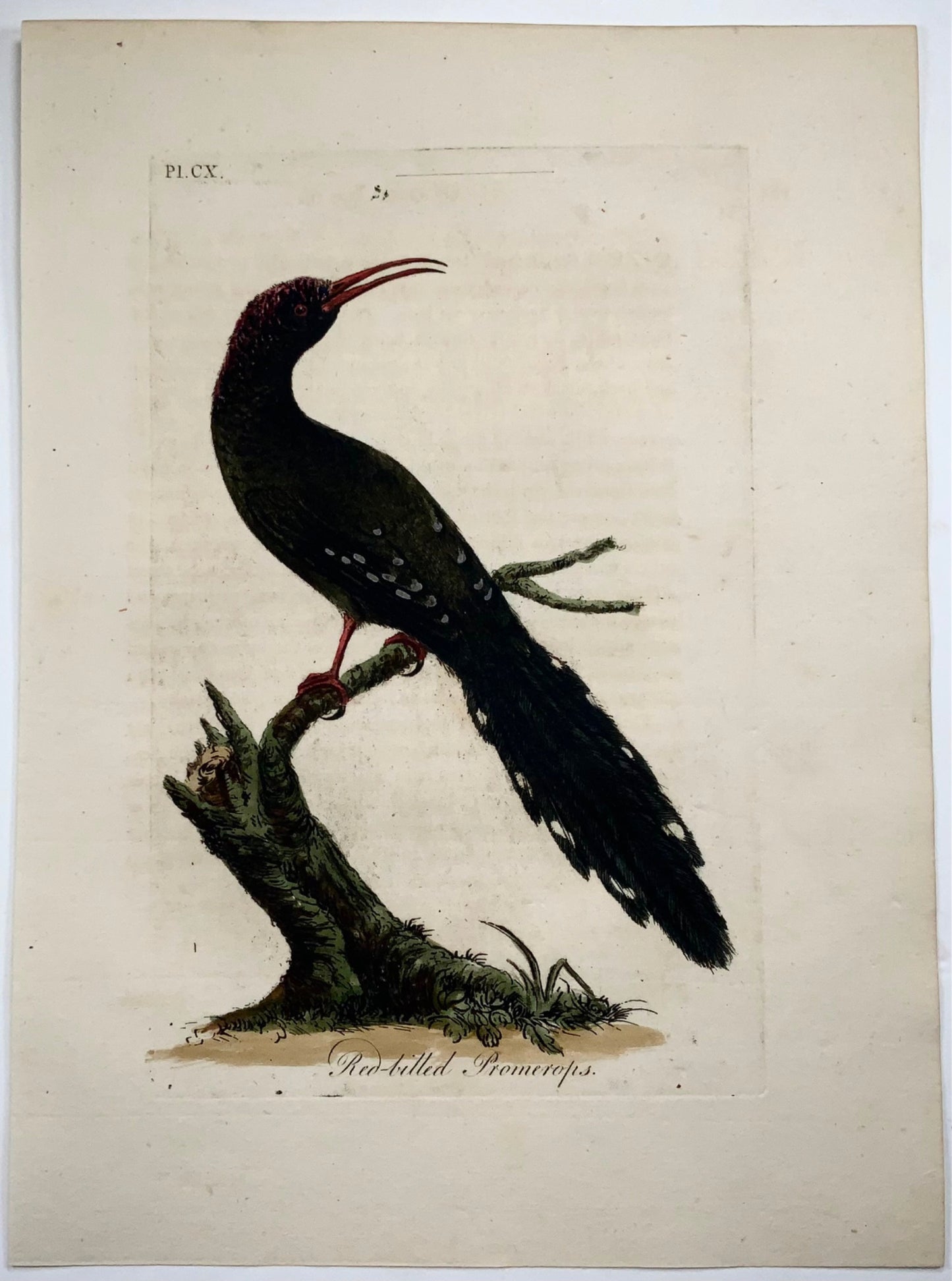 1785 John Latham - Synopsis - Promerops - hand coloured engraving - Ornithology