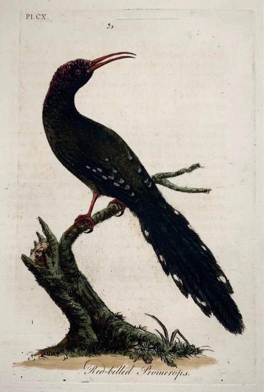 1785 John Latham - Synopsis - Promerops - hand coloured engraving - Ornithology