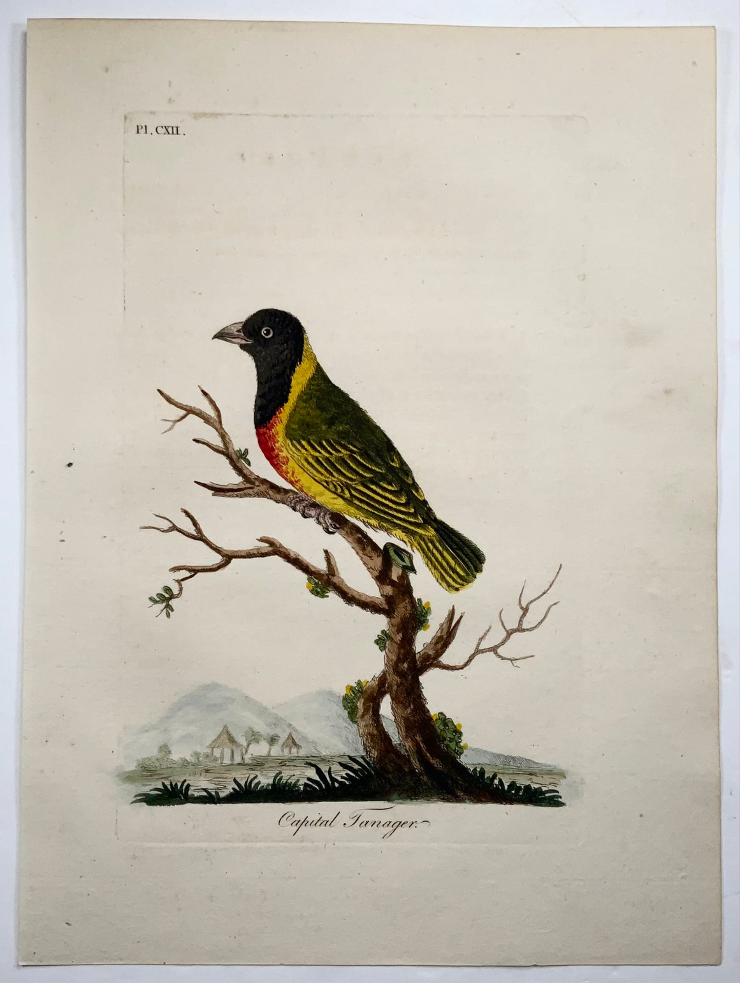 1785 John Latham - Synopsis - Tanager - hand coloured engraving - Ornithology