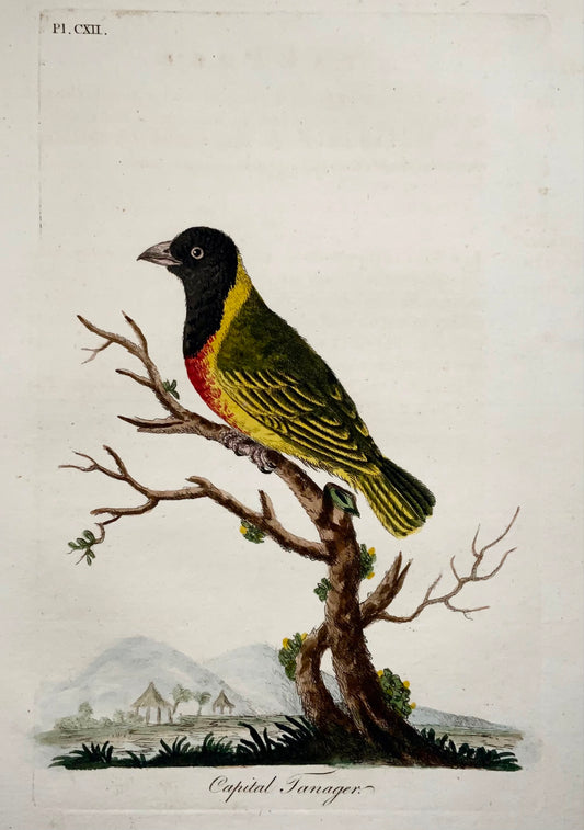 1785 John Latham - Synopsis - Tanager - hand coloured engraving - Ornithology