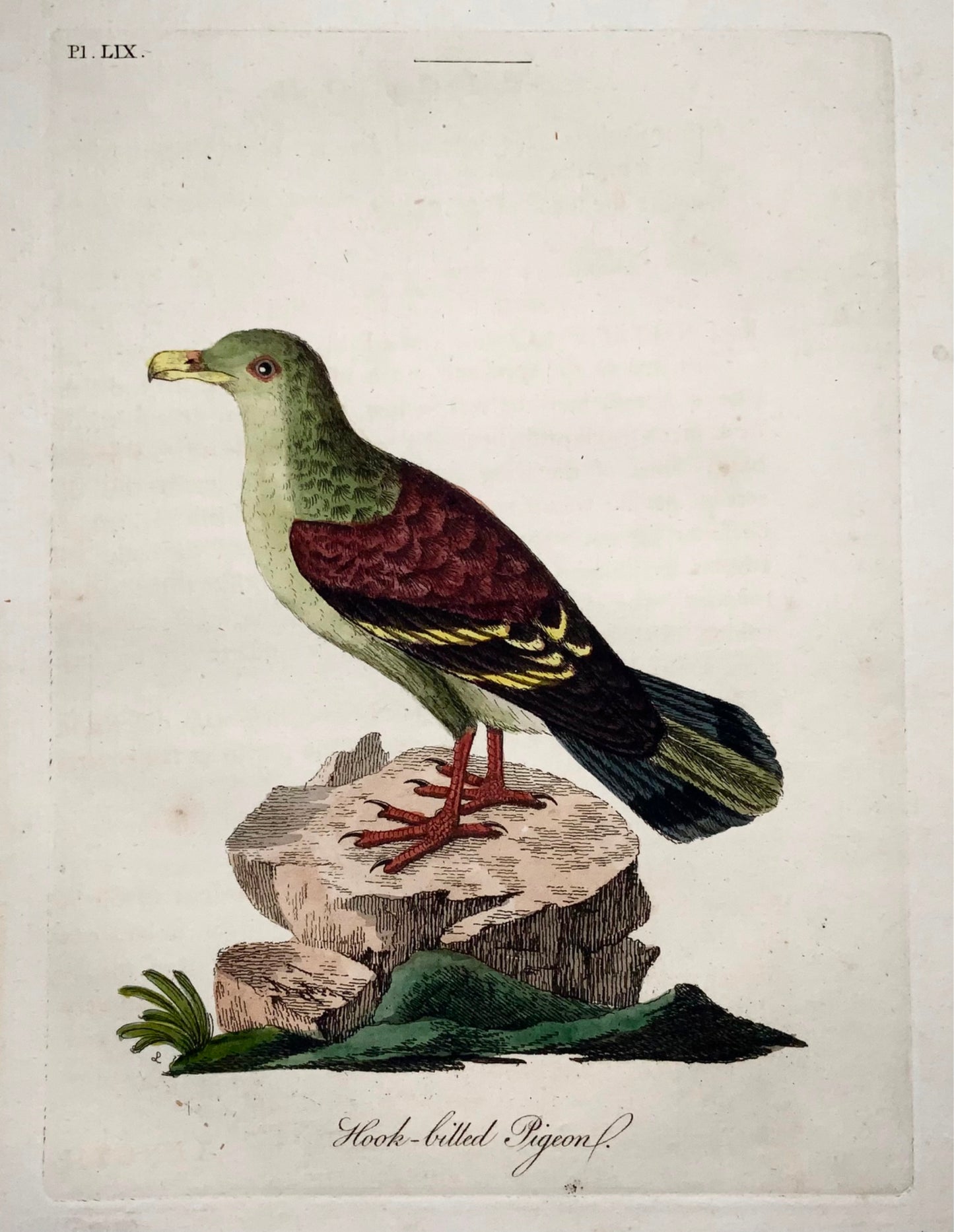 1785 John Latham - Hook Billed Pigeon - hand coloured engraving - Ornithology