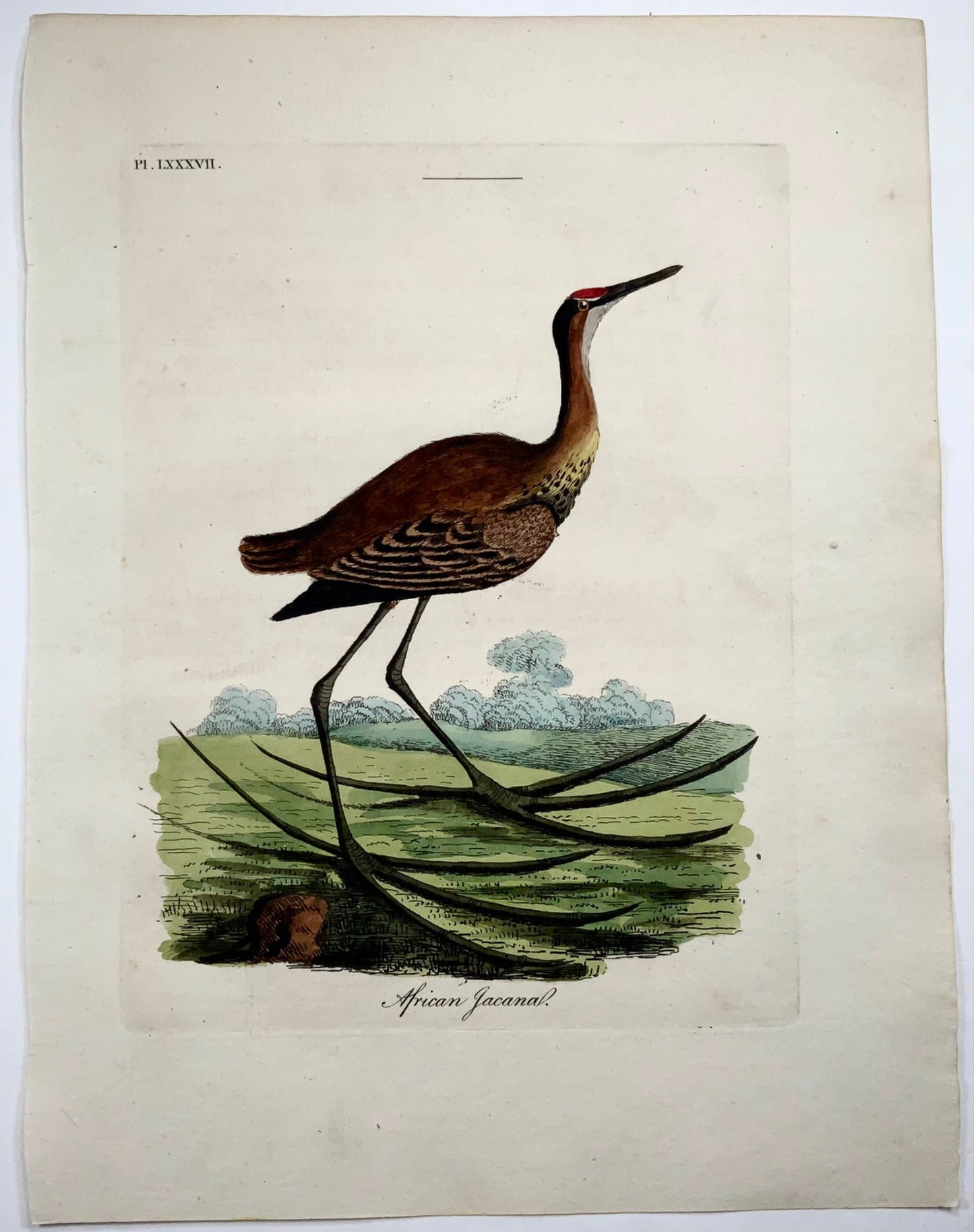 1785 John Latham - Synopsis - Jacana - hand coloured engraving - Ornithology