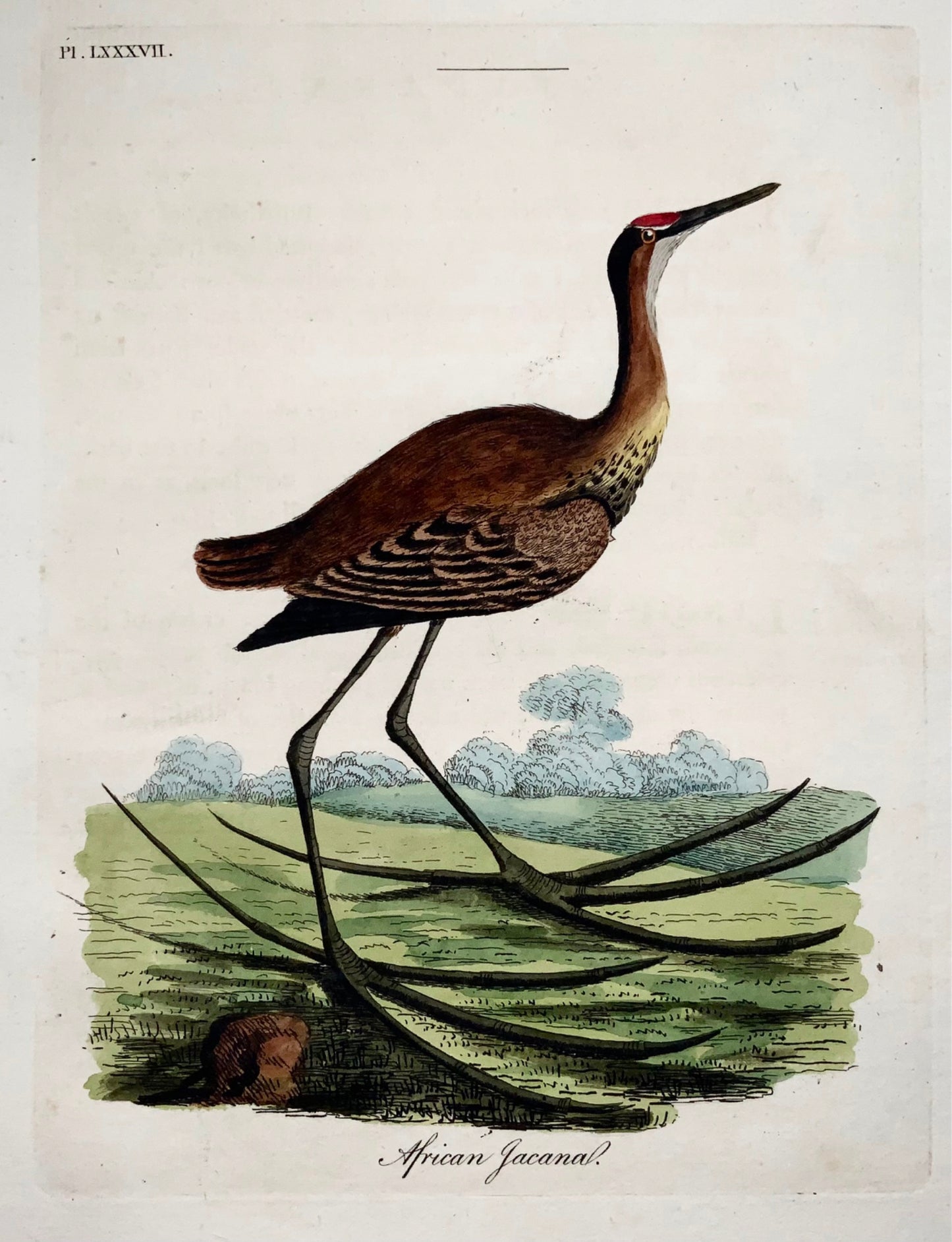 1785 John Latham - Synopsis - Jacana - hand coloured engraving - Ornithology