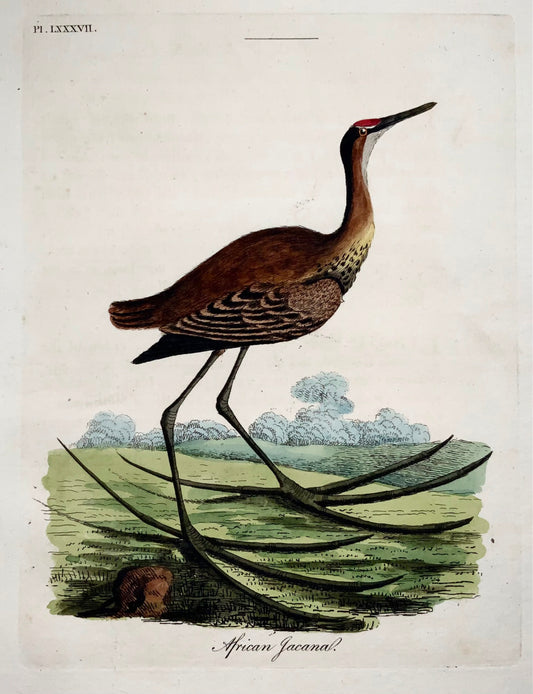 1785 John Latham - Synopsis - Jacana - hand coloured engraving - Ornithology