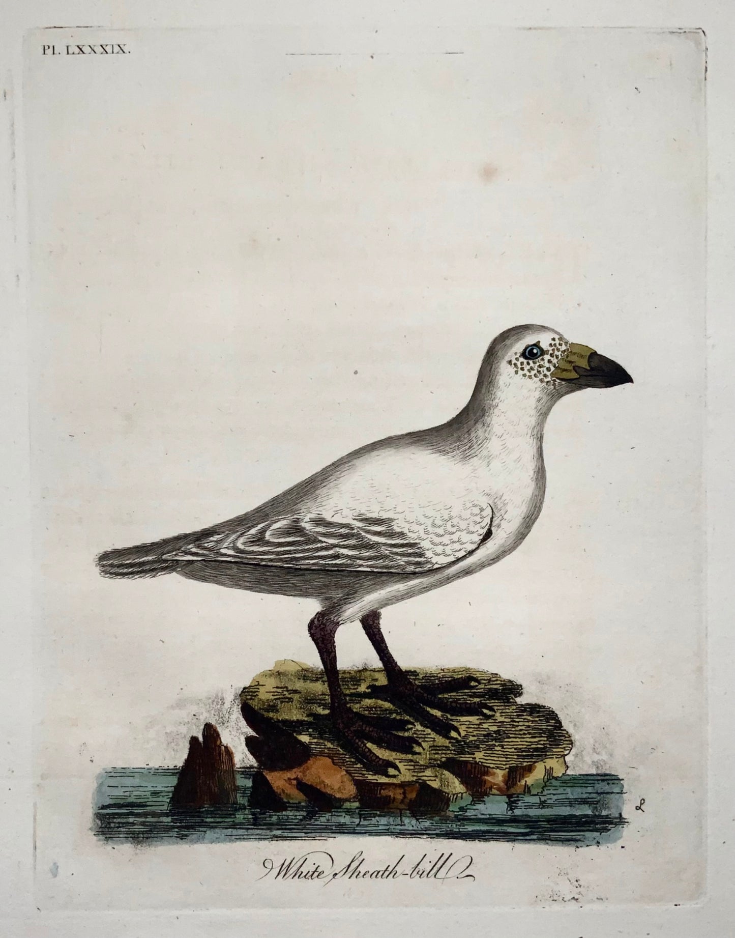 1785 John Latham - Sheath-Bill - hand coloured engraving - Ornithology